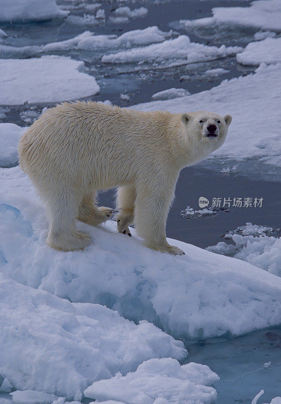 北极熊(Ursus maritimus)是一种原产于北极圈及其周围海域的熊。斯瓦尔巴群岛。